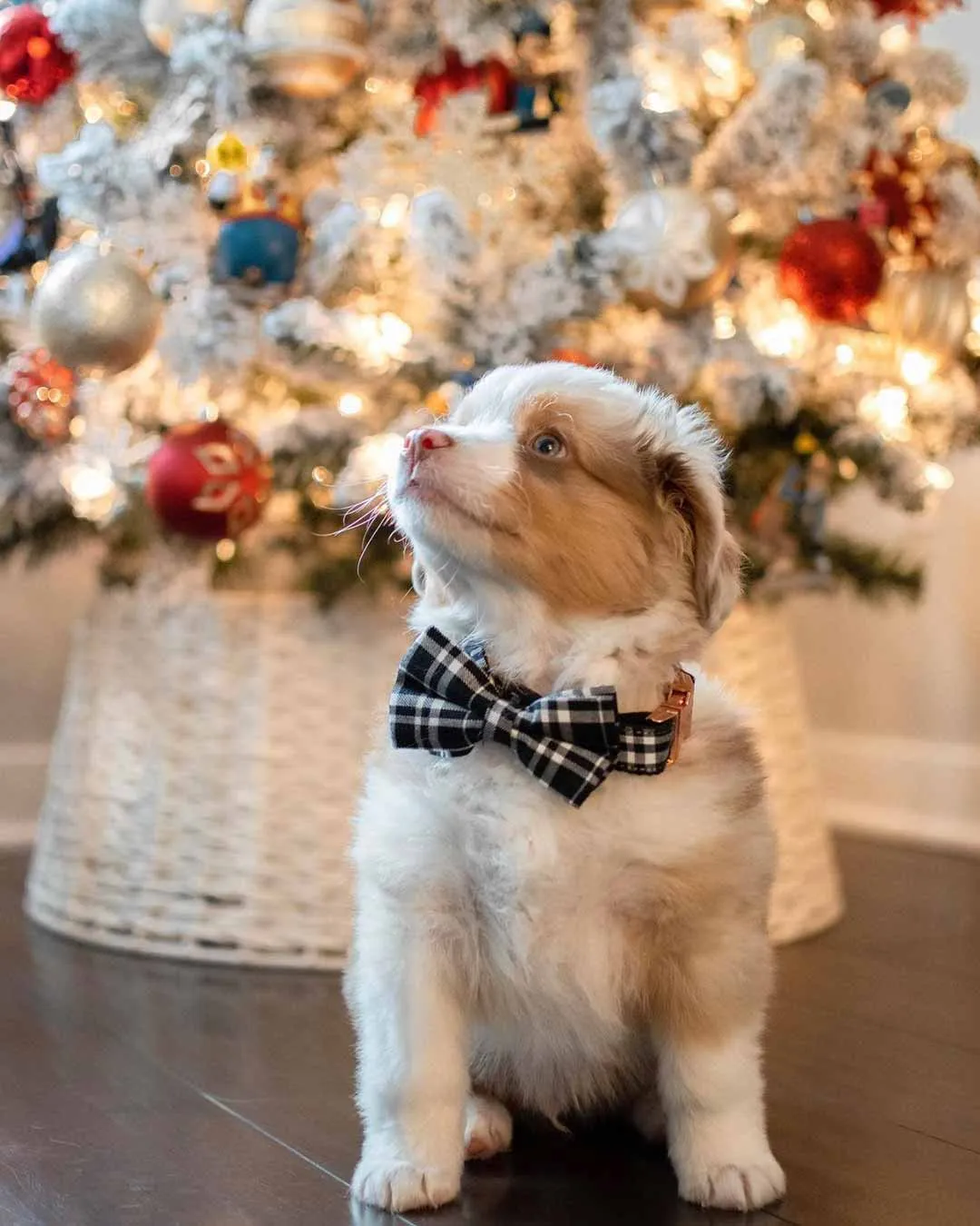 Dog Bow Tie